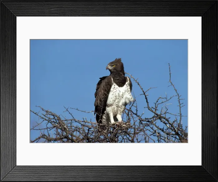 Framed Print : Picture No. 10848846 Framed Print : Picture No. 10848846