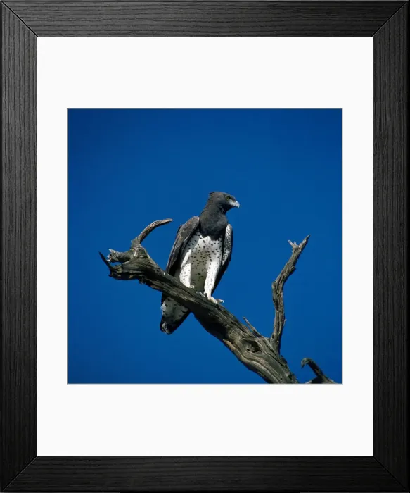 Framed Print : Picture No. 10848839 Framed Print : Picture No. 10848839