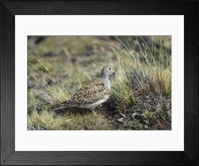Framed Print : Picture No. 10850287 Framed Print : Picture No. 10850287