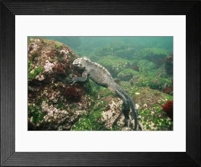 Framed Print : Picture No. 10848510 Framed Print : Picture No. 10848510