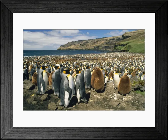 Framed Print : Picture No. 10848444 Framed Print : Picture No. 10848444
