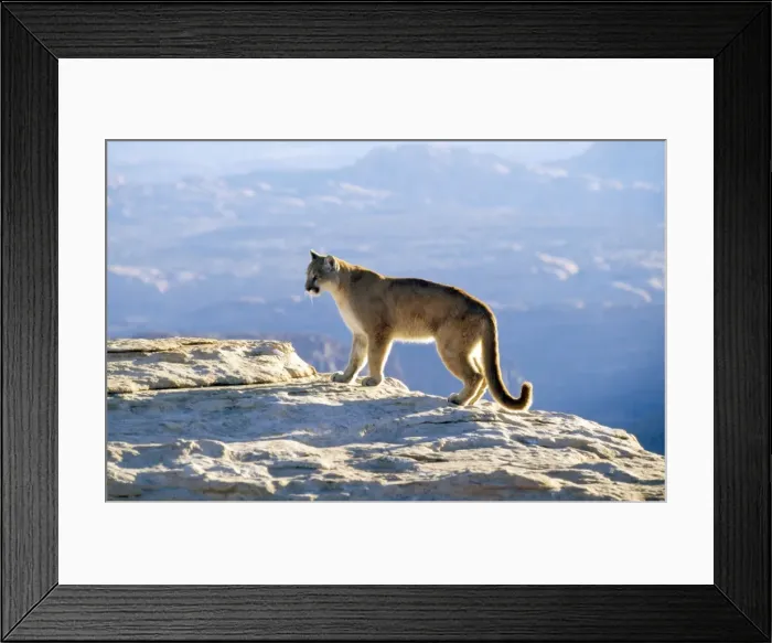 Framed Print : Picture No. 10850841 Framed Print : Picture No. 10850841