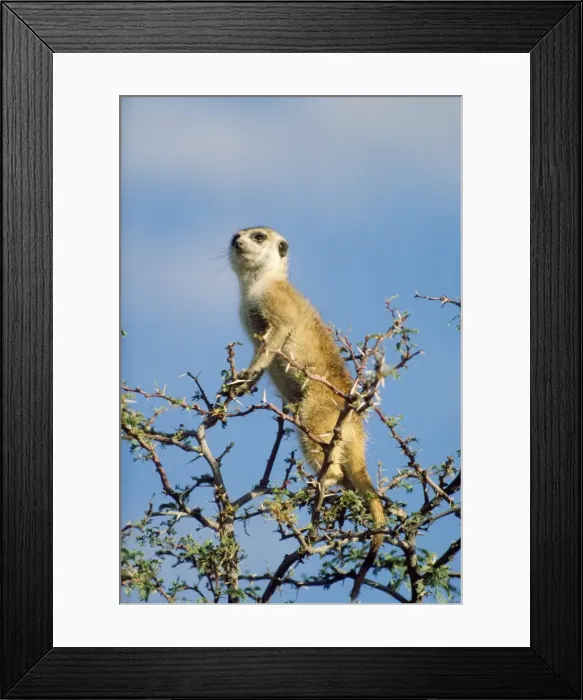 Framed Print : Picture No. 10848909 Framed Print : Picture No. 10848909