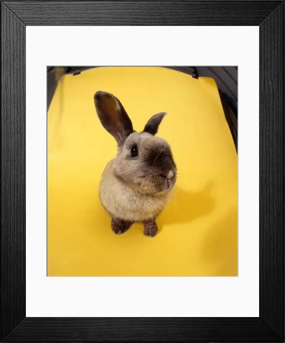 Framed Print : Picture No. 10851758 Framed Print : Picture No. 10851758