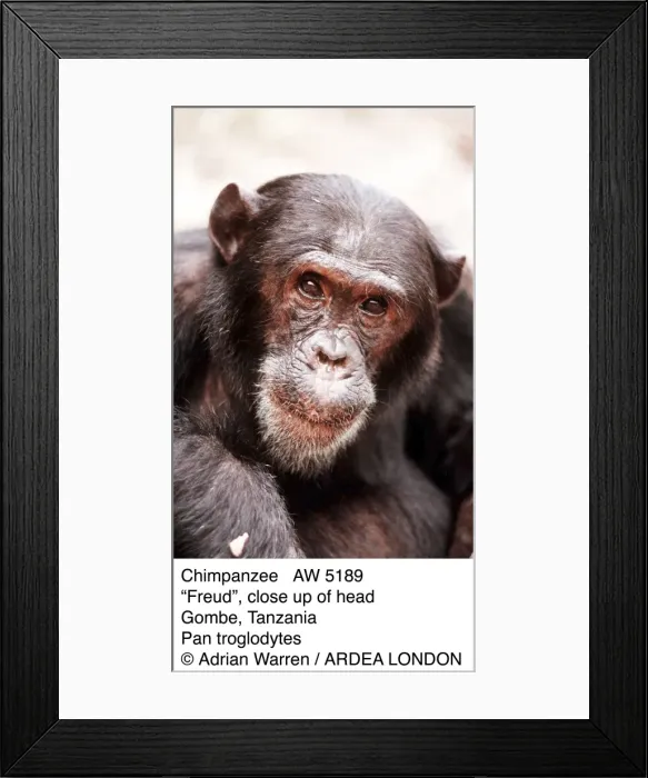 Framed Print : Picture No. 10848674 Framed Print : Picture No. 10848674