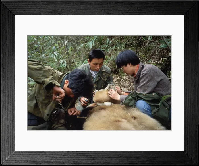 Framed Print : Picture No. 10848690 Framed Print : Picture No. 10848690