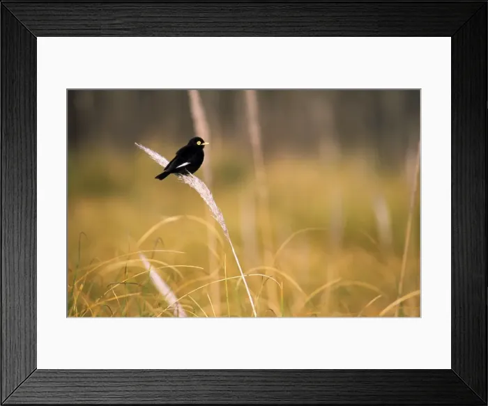 Framed Print : Picture No. 10848770 Framed Print : Picture No. 10848770