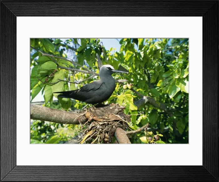 Framed Print : Picture No. 10848460 Framed Print : Picture No. 10848460