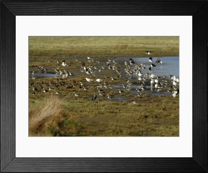 Framed Print : Picture No. 10849267 Framed Print : Picture No. 10849267