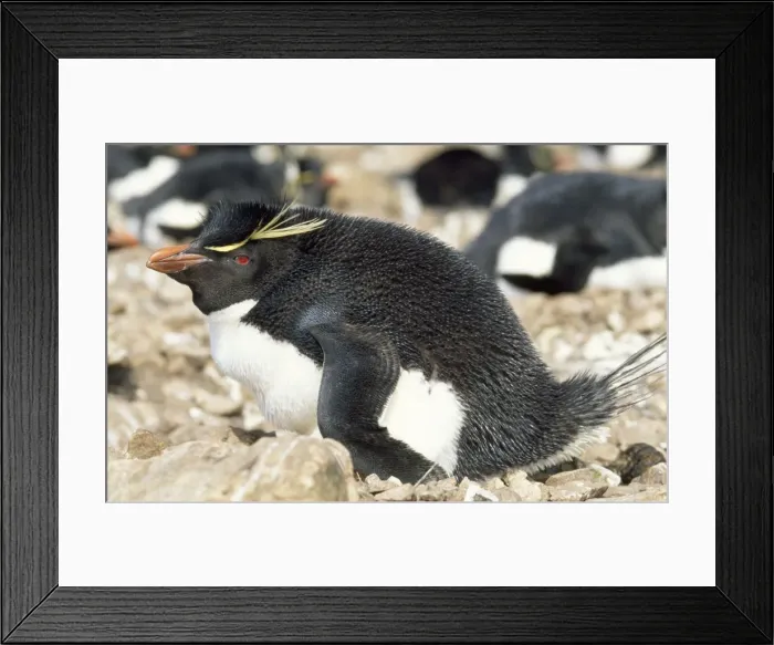 Framed Print : Picture No. 10851205 Framed Print : Picture No. 10851205