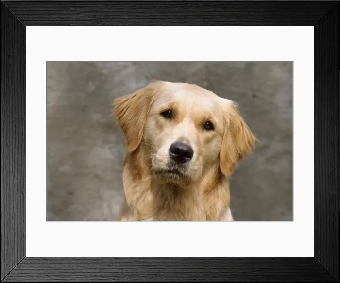 Framed Print : Picture No. 10851124 Framed Print : Picture No. 10851124
