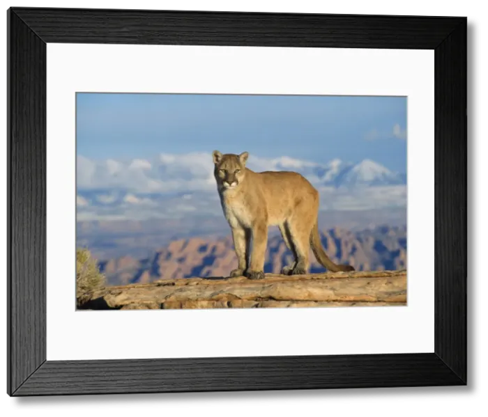 Framed Print : Picture No. 10850843 Framed Print : Picture No. 10850843
