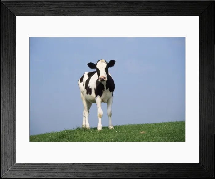 Framed Print : Picture No. 10851747 Framed Print : Picture No. 10851747