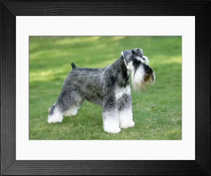 Framed Print : Picture No. 10851740 Framed Print : Picture No. 10851740