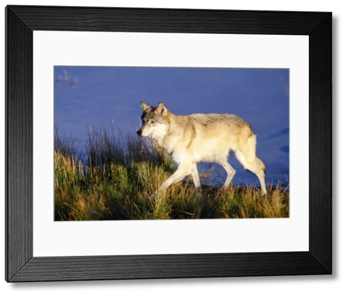 Framed Print : Picture No. 10850820 Framed Print : Picture No. 10850820