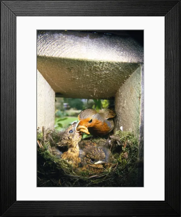 Framed Print : Picture No. 10851769 Framed Print : Picture No. 10851769