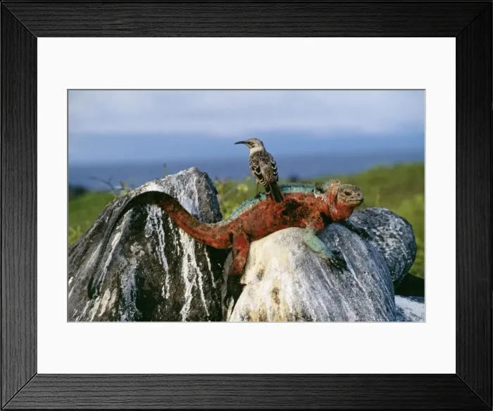 Framed Print : Picture No. 10848512 Framed Print : Picture No. 10848512
