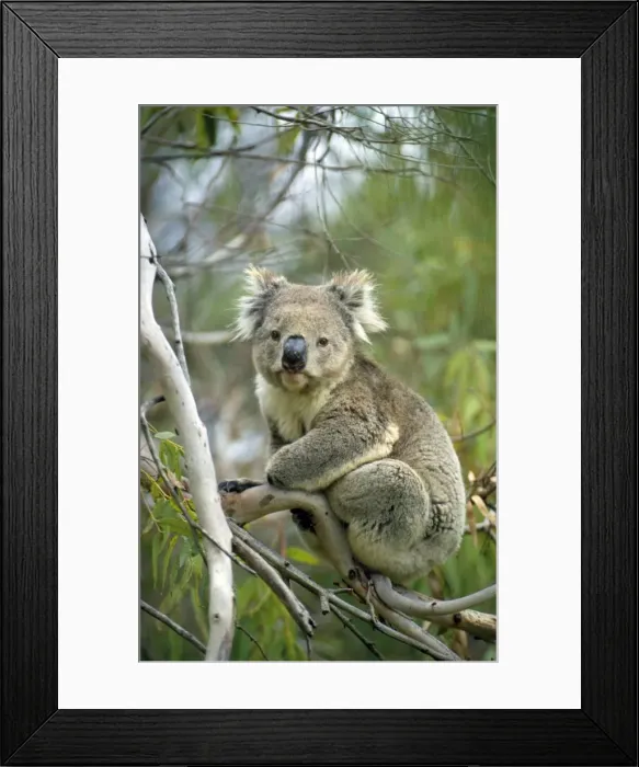 Framed Print : Picture No. 10848814 Framed Print : Picture No. 10848814