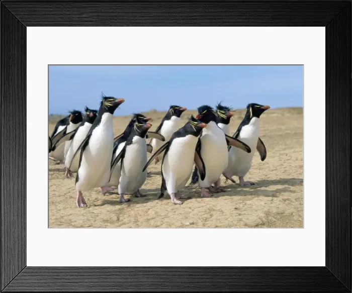 Framed Print : Picture No. 10851204 Framed Print : Picture No. 10851204