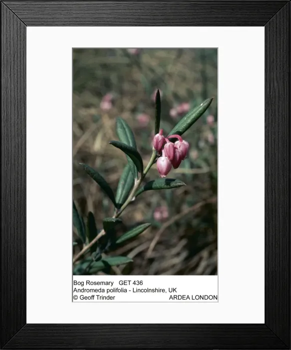 Framed Print : Picture No. 10851253 Framed Print : Picture No. 10851253