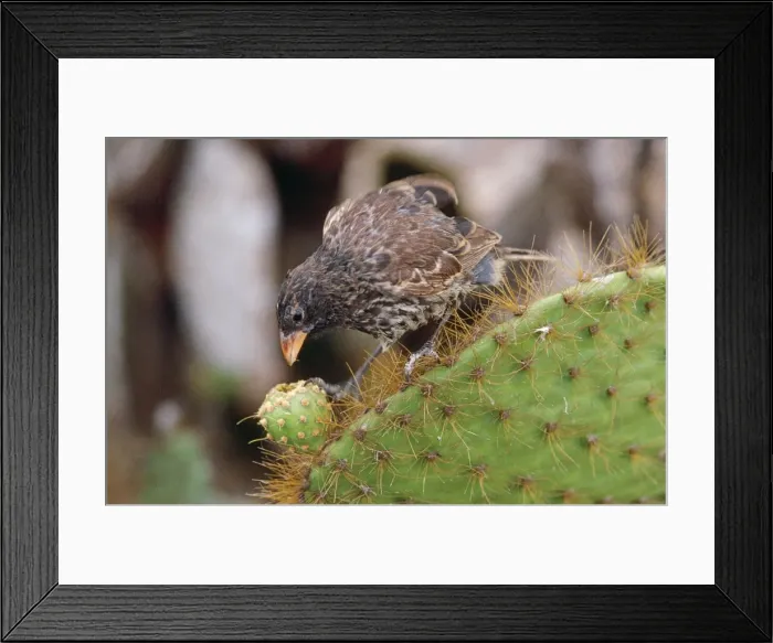 Framed Print : Picture No. 10848497 Framed Print : Picture No. 10848497