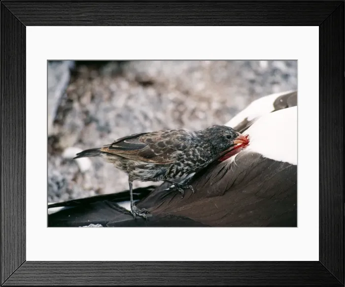 Framed Print : Picture No. 10848523 Framed Print : Picture No. 10848523
