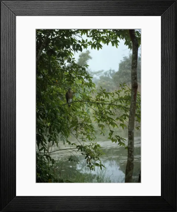 Framed Print : Picture No. 10849008