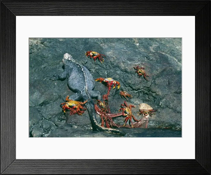 Framed Print : Picture No. 10848509 Framed Print : Picture No. 10848509