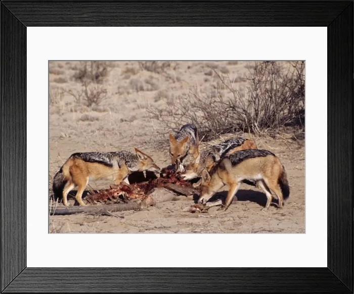 Framed Print : Picture No. 10848964 Framed Print : Picture No. 10848964