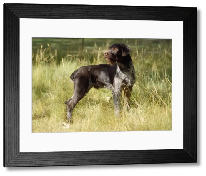 Framed Print : Picture No. 10851734 Framed Print : Picture No. 10851734