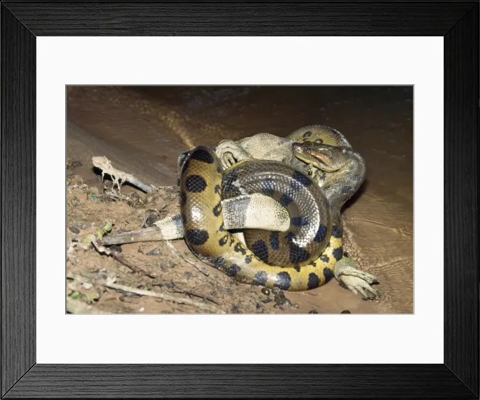 Framed Print : Picture No. 10850882