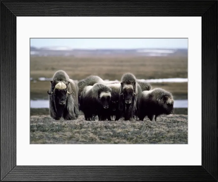 Framed Print : Picture No. 10850533