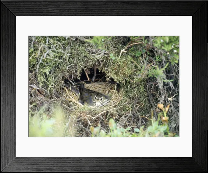 Framed Print : Picture No. 10849099 Framed Print : Picture No. 10849099