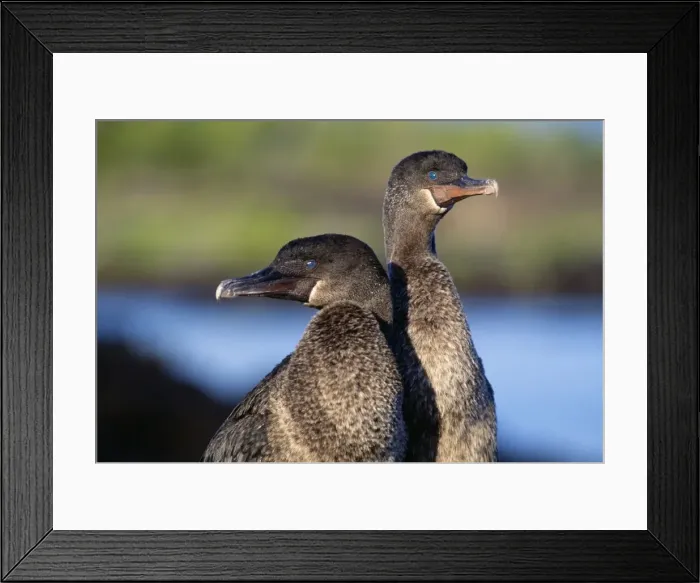 Framed Print : Picture No. 10848521 Framed Print : Picture No. 10848521