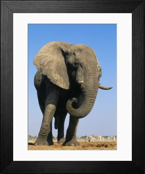 Framed Print : Picture No. 10848747 Framed Print : Picture No. 10848747