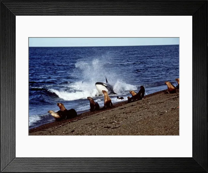 Framed Print : Picture No. 10848551 Framed Print : Picture No. 10848551