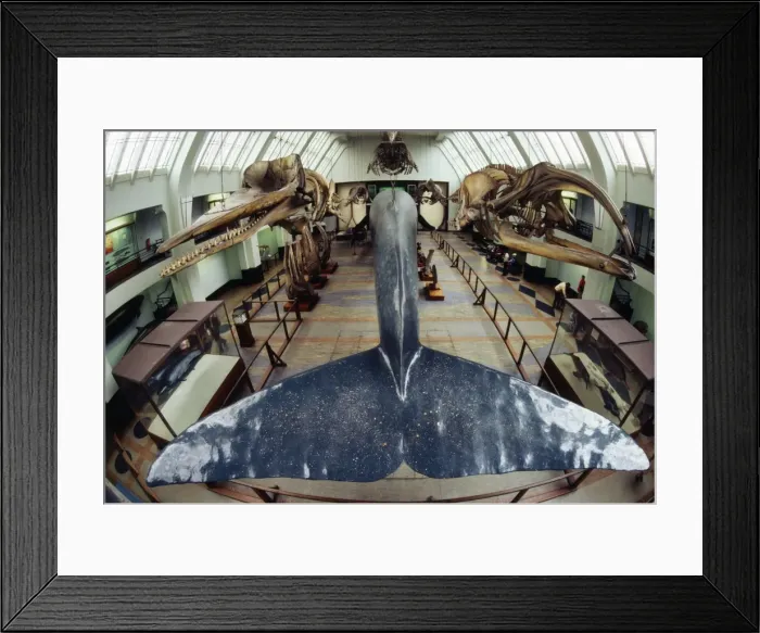 Framed Print : Picture No. 10850383 Framed Print : Picture No. 10850383