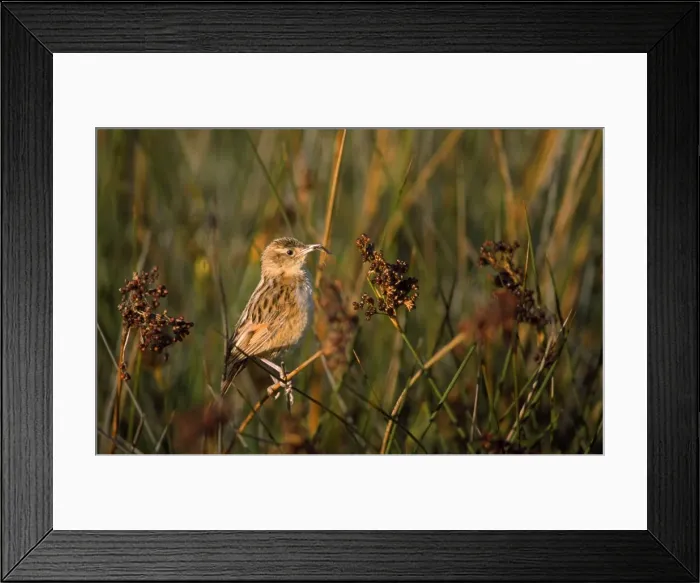 Framed Print : Picture No. 10848781 Framed Print : Picture No. 10848781