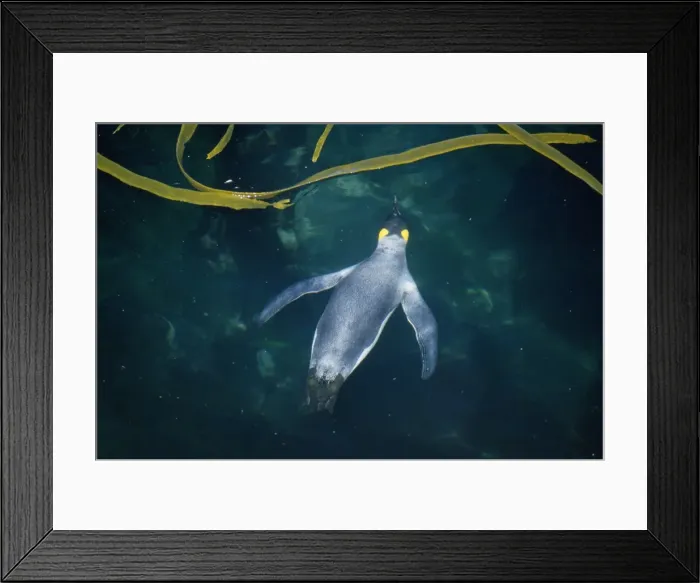 Framed Print : Picture No. 10848443 Framed Print : Picture No. 10848443