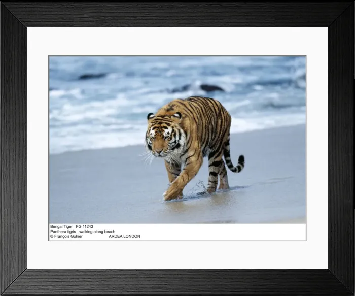 Framed Print : Picture No. 10850993 Framed Print : Picture No. 10850993