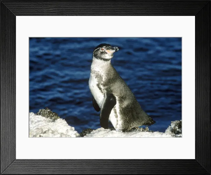 Framed Print : Picture No. 10848528 Framed Print : Picture No. 10848528