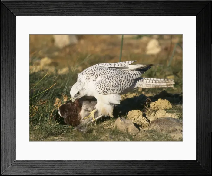 Framed Print : Picture No. 10850835