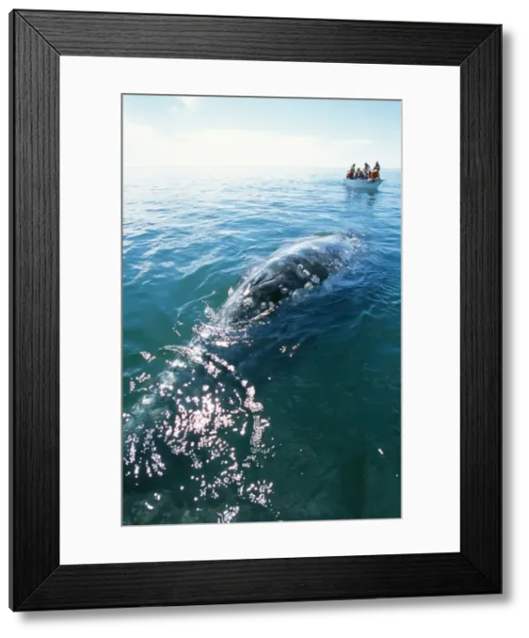 Framed Print : Picture No. 10851068 Framed Print : Picture No. 10851068