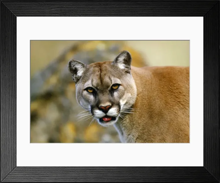 Framed Print : Picture No. 10850989 Framed Print : Picture No. 10850989
