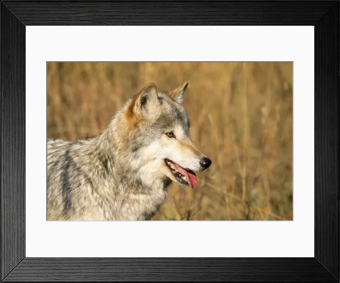 Framed Print : Picture No. 10850918 Framed Print : Picture No. 10850918