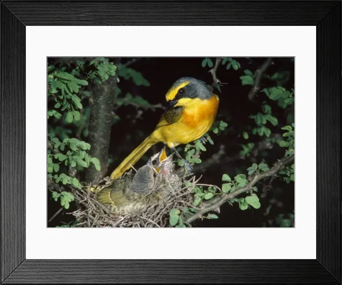 Framed Print : Picture No. 10848911 Framed Print : Picture No. 10848911