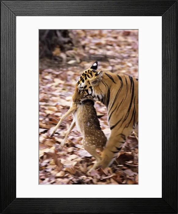 Framed Print : Picture No. 10848825 Framed Print : Picture No. 10848825