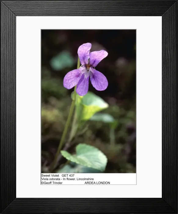 Framed Print : Picture No. 10851254 Framed Print : Picture No. 10851254