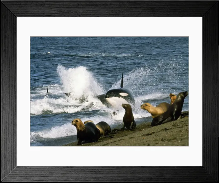 Framed Print : Picture No. 10848552 Framed Print : Picture No. 10848552