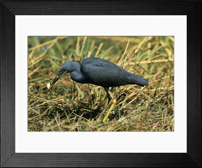 Framed Print : Picture No. 10848946 Framed Print : Picture No. 10848946